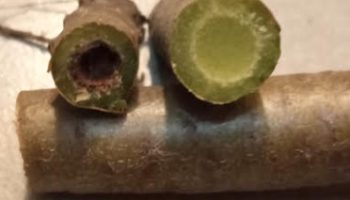 Como Recuperar Aeonium Negro Doente – Cochonilha na Raiz