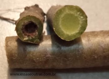 Como Recuperar Aeonium Negro Doente – Cochonilha na Raiz