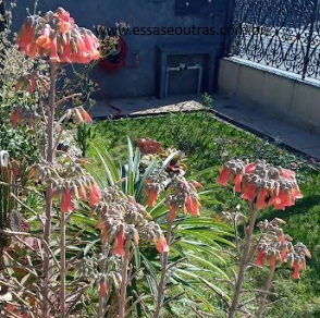 floração-da-kalanchoe-delagoensis-