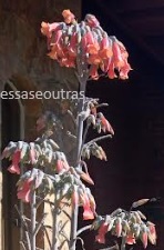 flor-da-kalanchoe-delagoensis-