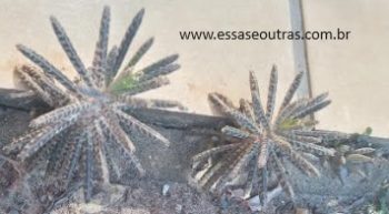 Kalanchoe Delagoensis Suculenta Mãe de Milhares e Suas Flores