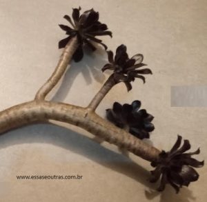 rosetas-minguando-do-aeonium-negro-