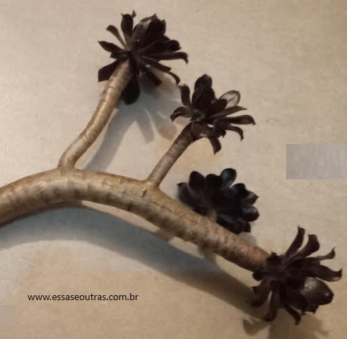rosetas-minguando-do-aeonium-negro-
