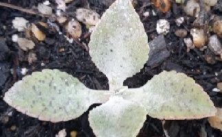 Suculenta Orelha de Burro – Kalanchoe Gastonis Bonnieri