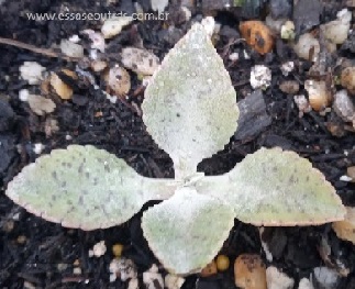 Suculenta Orelha de Burro – Kalanchoe Gastonis Bonnieri