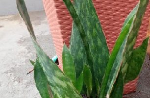 Sansevieria Coroa Dinamarquesa – Cuidados com as Sansevierias