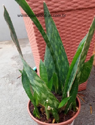 Sansevieria Coroa Dinamarquesa – Cuidados com as Sansevierias