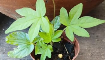 Muda de Flor de Madeira feita por Semente – Flor Pau