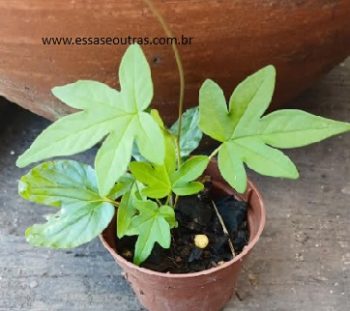 Muda de Flor de Madeira feita por Semente – Flor Pau