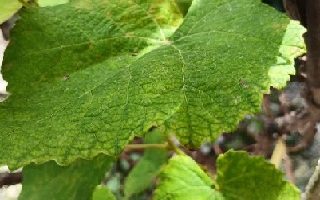 Antracnose na Uva- Parreira Doente, Como Cuidar