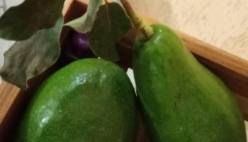 Óleo de Abacate Caseiro – Fazer Abacate Maduro e Benefícios