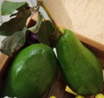 Óleo de Abacate Caseiro – Fazer Abacate Maduro e Benefícios