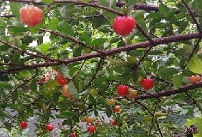 Acerola deformada – Marcas na Fruta Causada por Percevejos