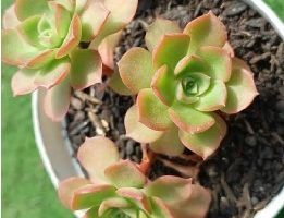 Echeveria Litle Lily – Como Cuidar, Foto da Muda