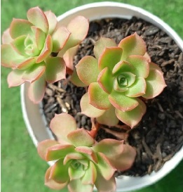 Echeveria Litle Lily – Como Cuidar, Foto da Muda